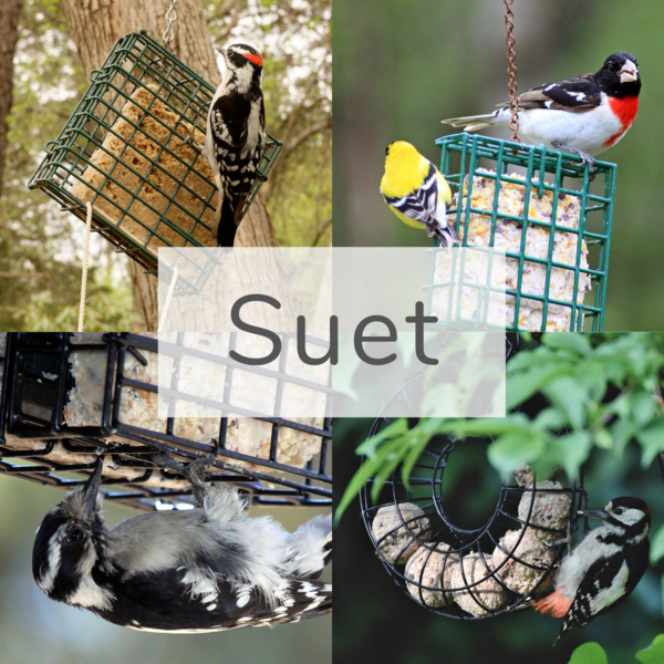 Backyard Birds Nature Shop Spruce Grove, Alberta Backyard Birds