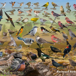 Poster - Backyard Birds of Alberta
