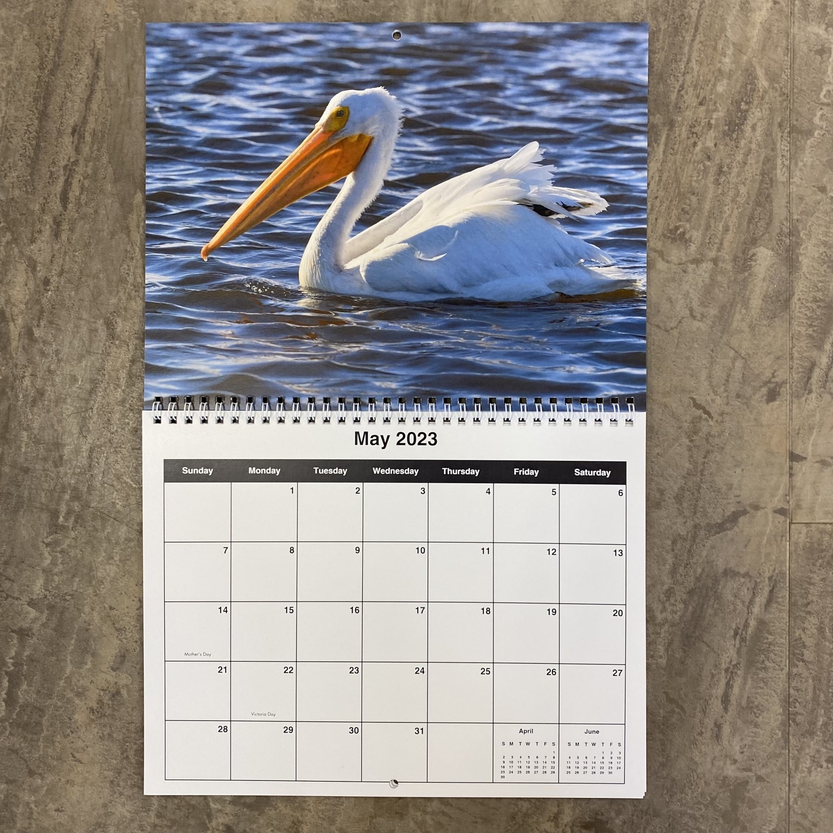 Elsa the Pelican 2023 Calendar