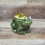 Succulent Arrangement - Frog Planter