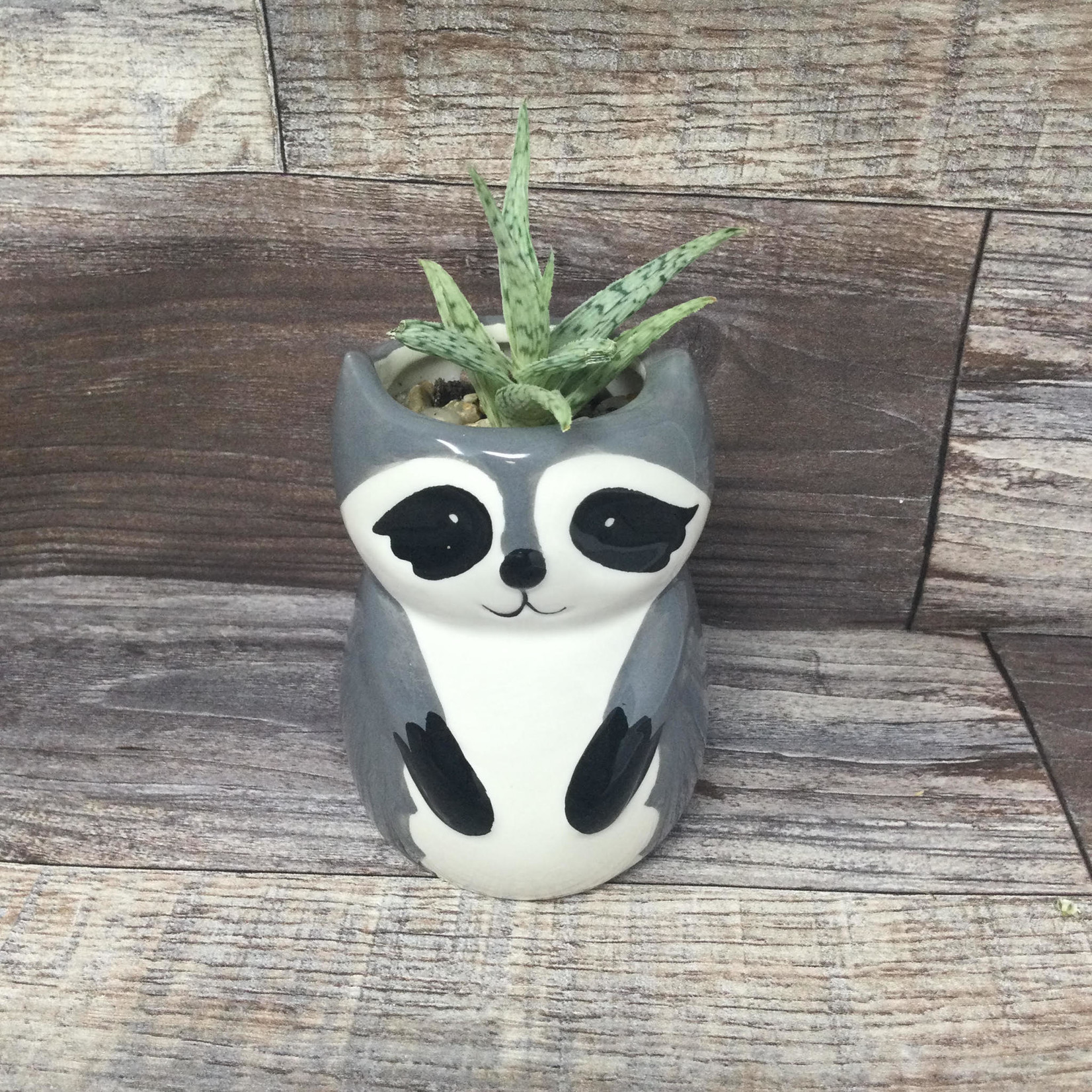 Succulent Arrangement - Raccoon Planter