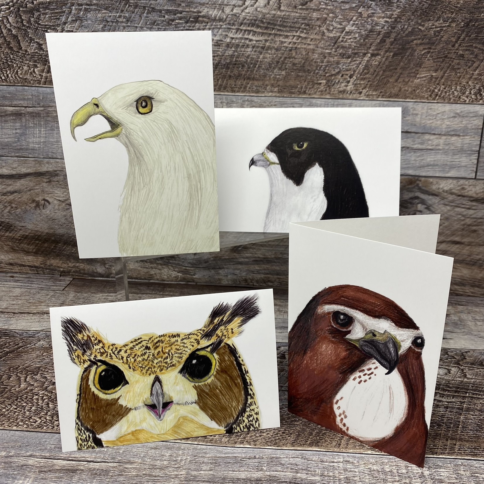 Tayla Bansema Greeting Card - Red-tailed Hawk