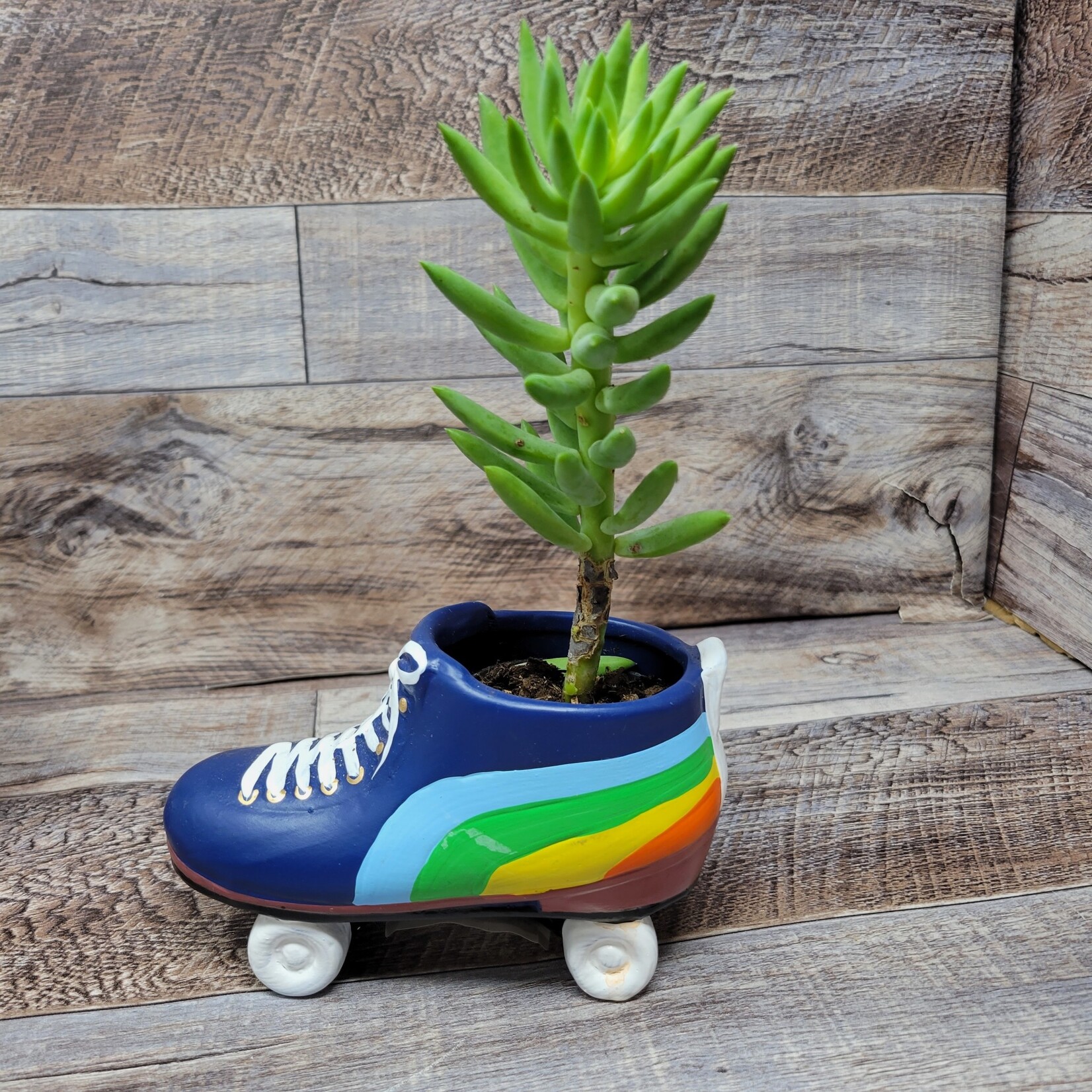 Succulent Arrangement - Rainbow Rollerskate Planter
