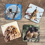 Kamala & Kyle Wildlife Photography - Coaster