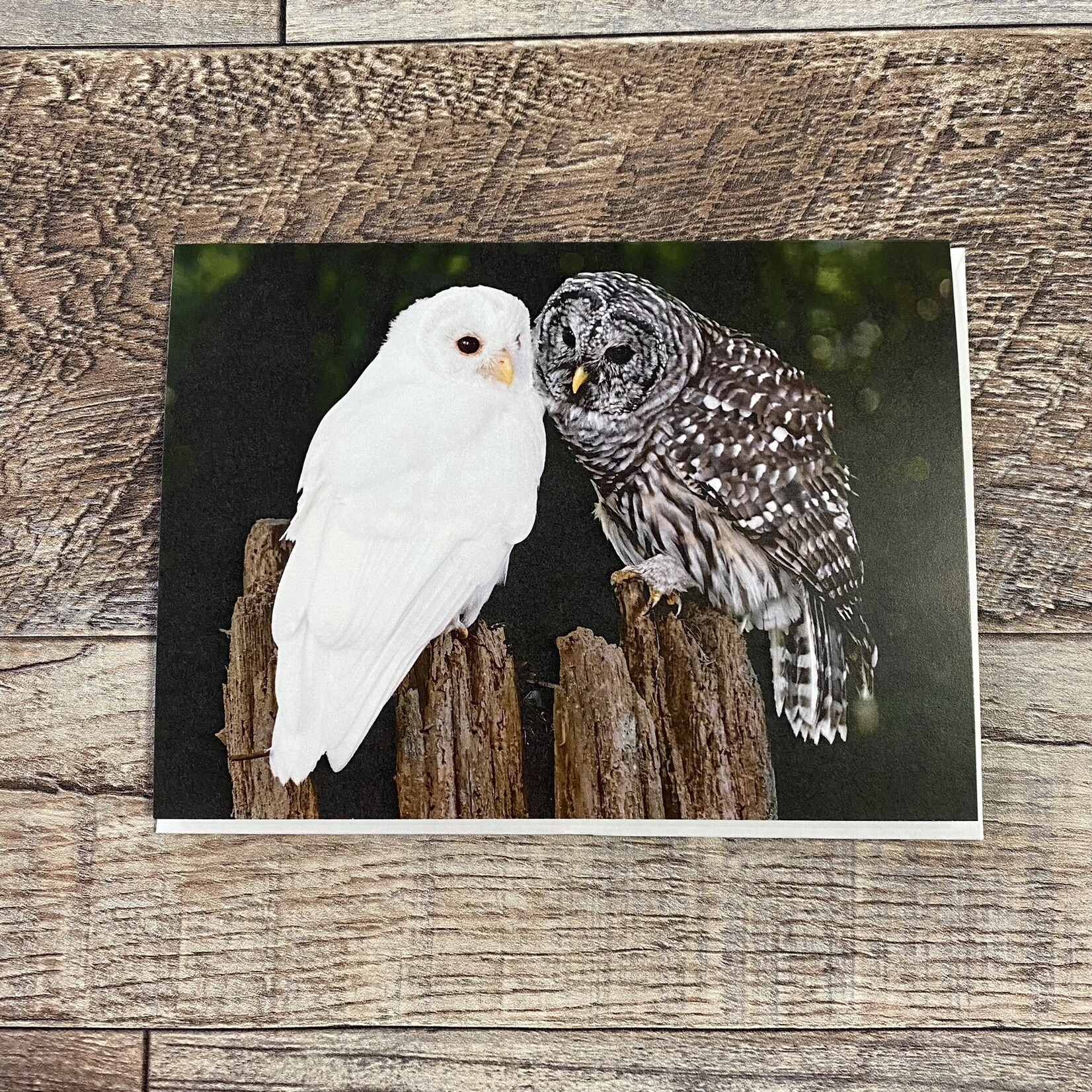 Kamala & Kyle Greeting Card - Albino Barred Owl