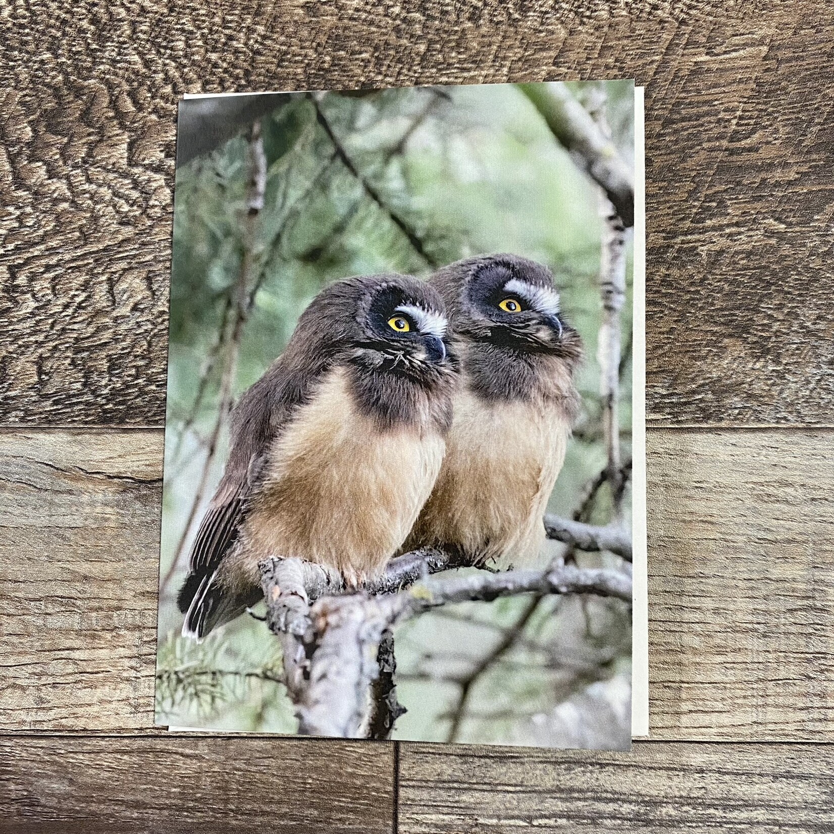 Kamala & Kyle Greeting Card - Saw-whet Owlets