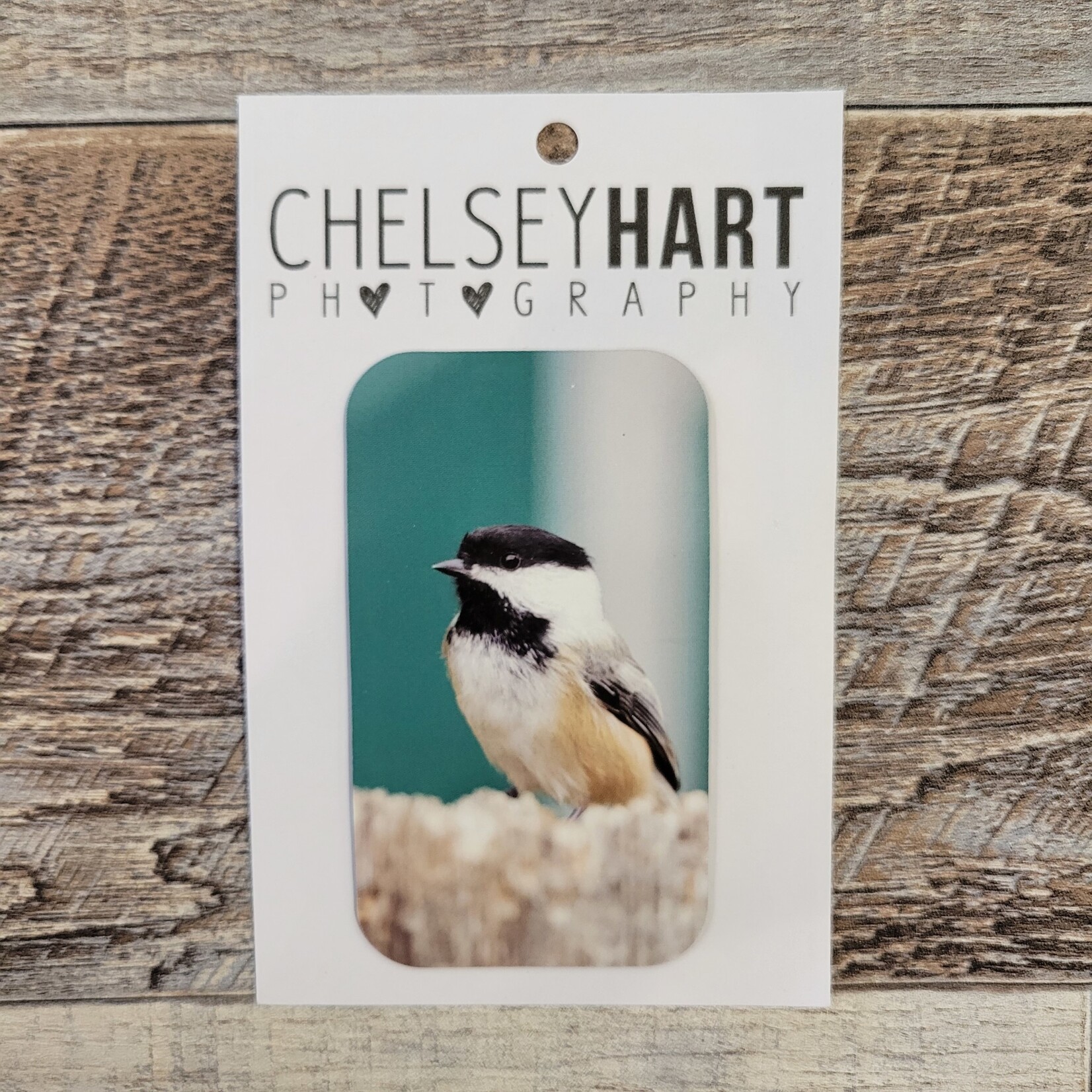 Chelsey Hart Photography Chickadee with Teal Background Magnet