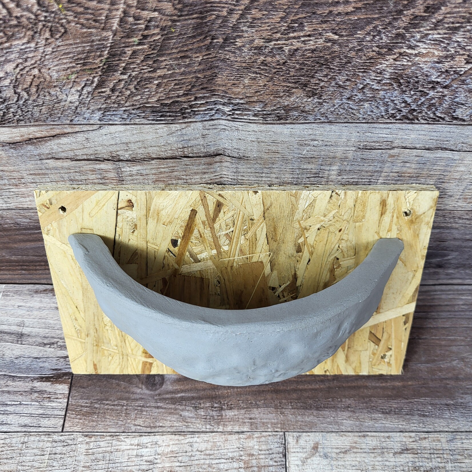 Barn Swallow Nest Cup