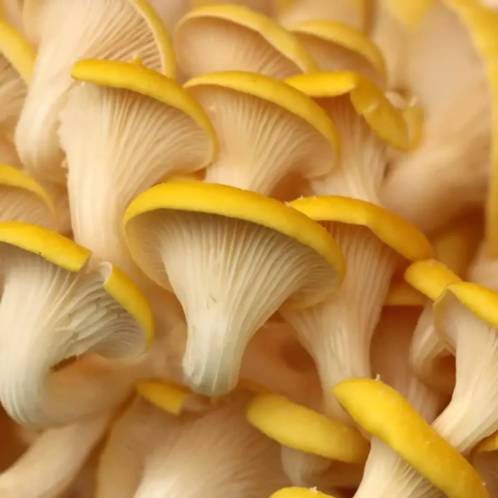 Grow-at-Home Kit - Golden Oyster Mushroom