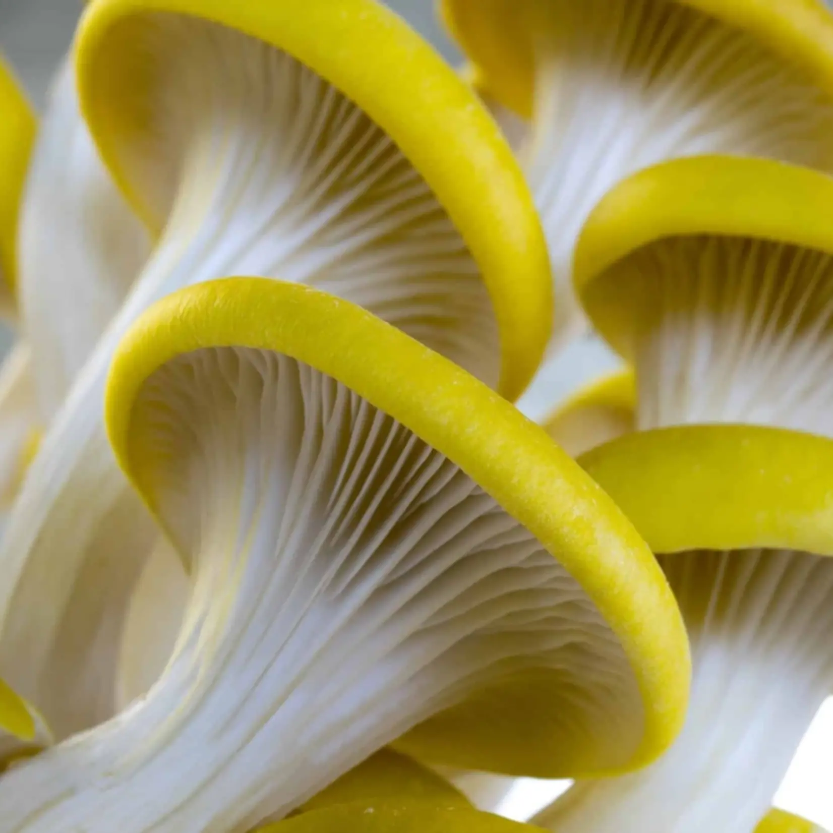 Grow-at-Home Kit - Golden Oyster Mushroom