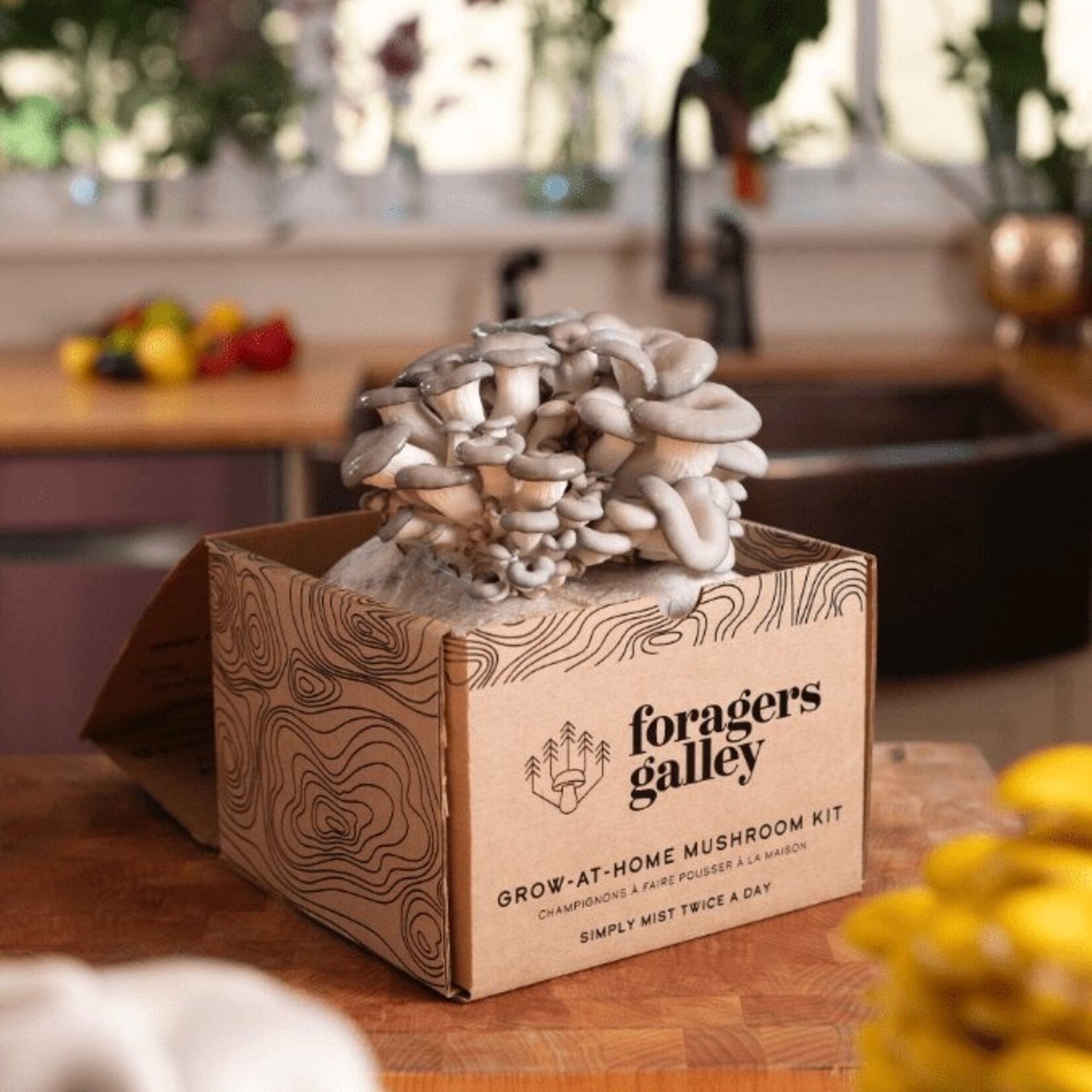 Grow-at-Home Kit - Blue Oyster Mushroom