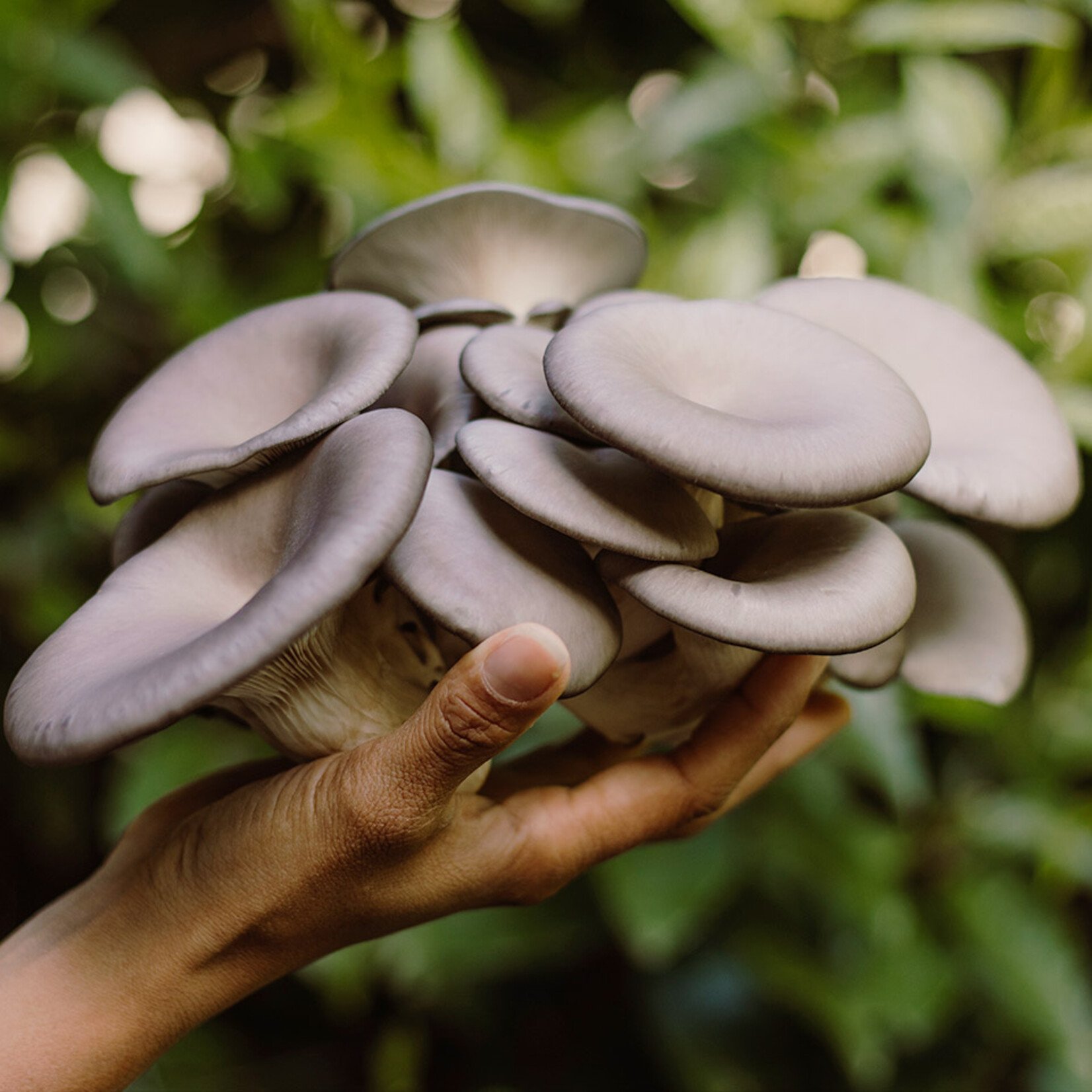 Grow-at-Home Kit - Blue Oyster Mushroom