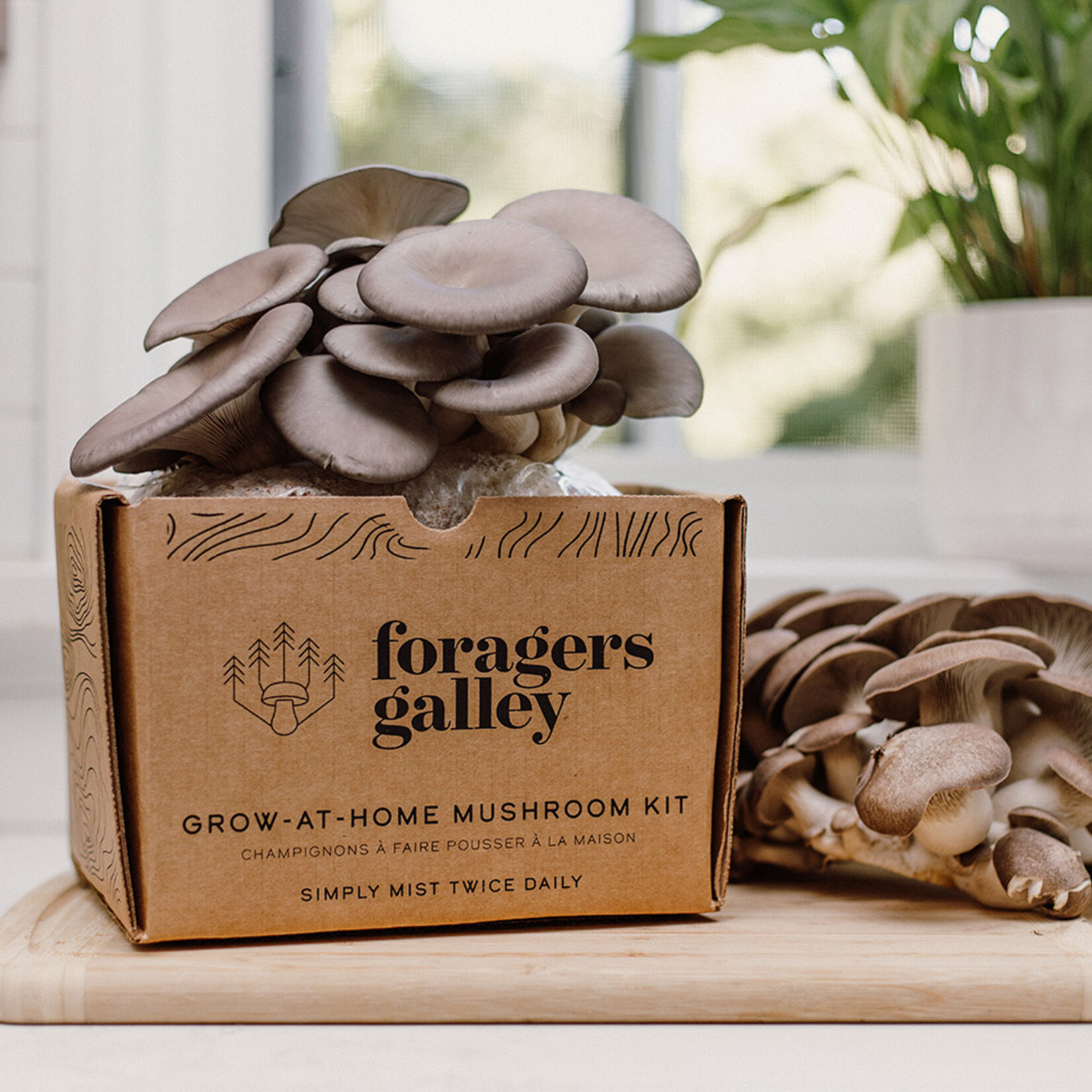 Grow-at-Home Kit - Blue Oyster Mushroom