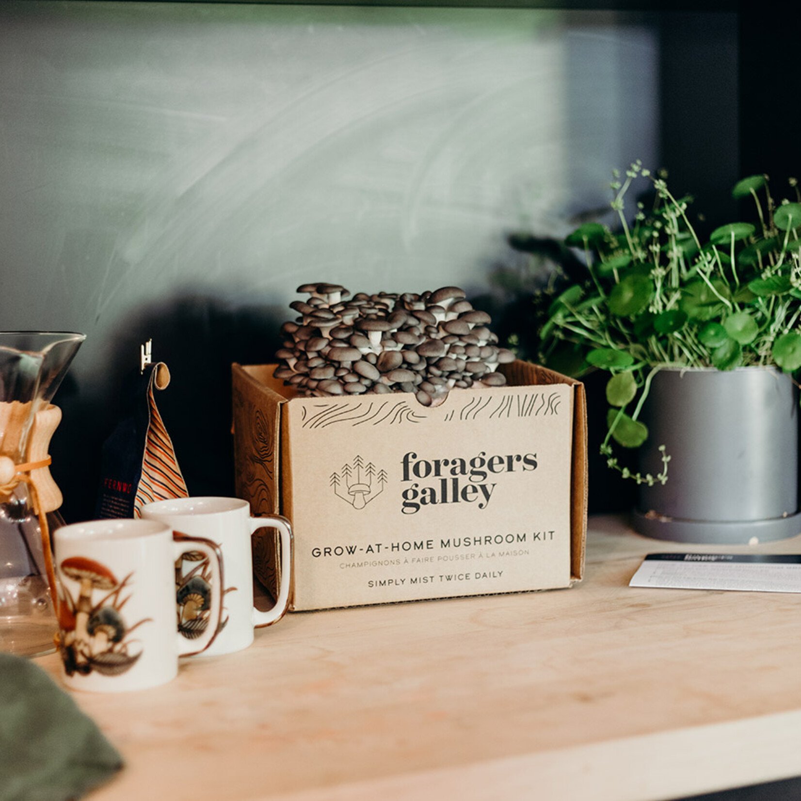 Grow-at-Home Kit - Blue Oyster Mushroom