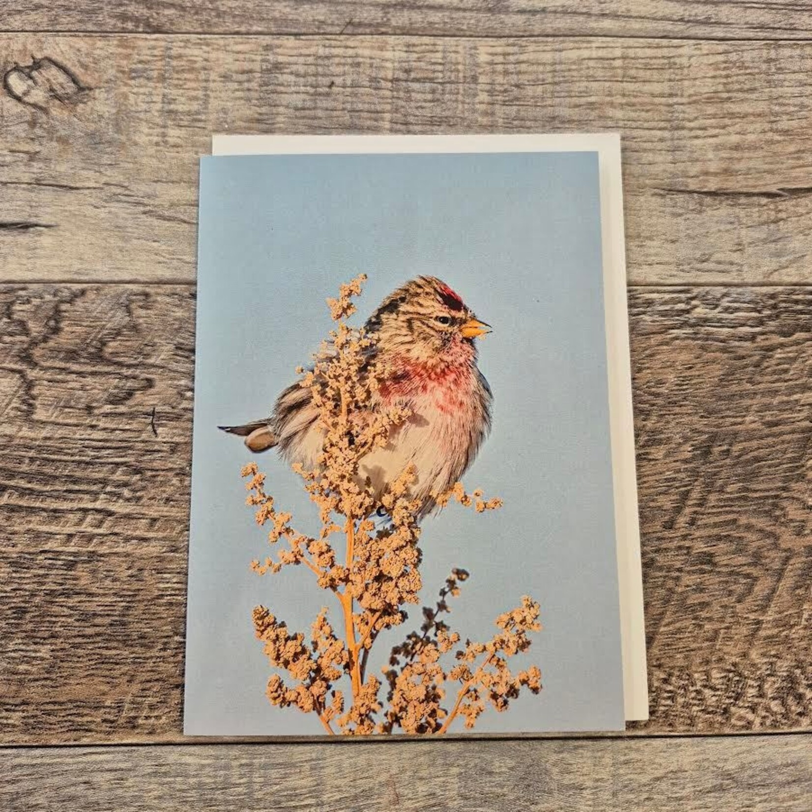 Kamala & Kyle Greeting Card - Common Redpoll