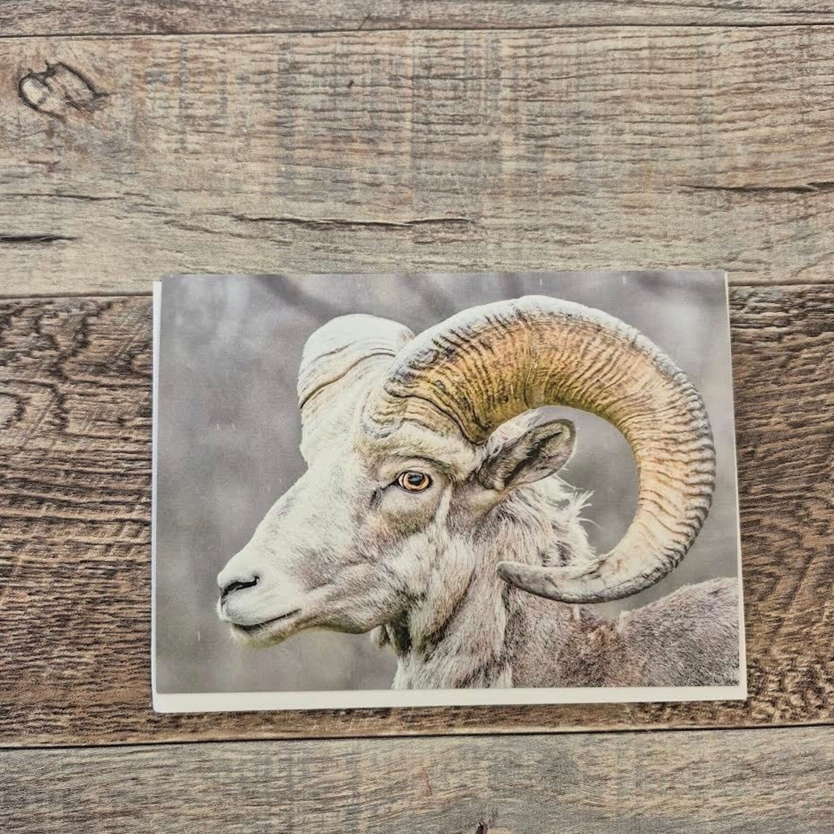 Kamala & Kyle Greeting Card - Rocky Mountain Bighorn Sheep