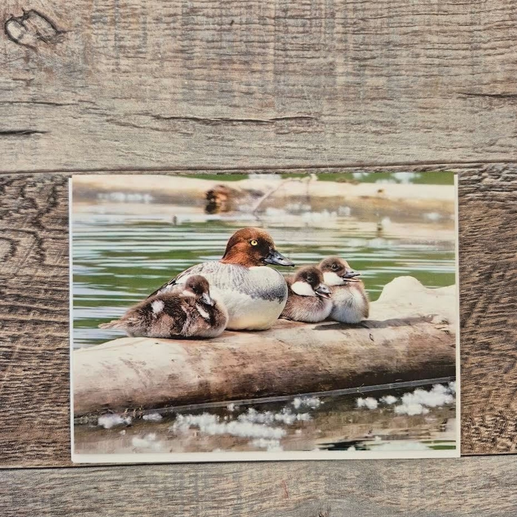Kamala & Kyle Greeting Card - Common Goldeneye