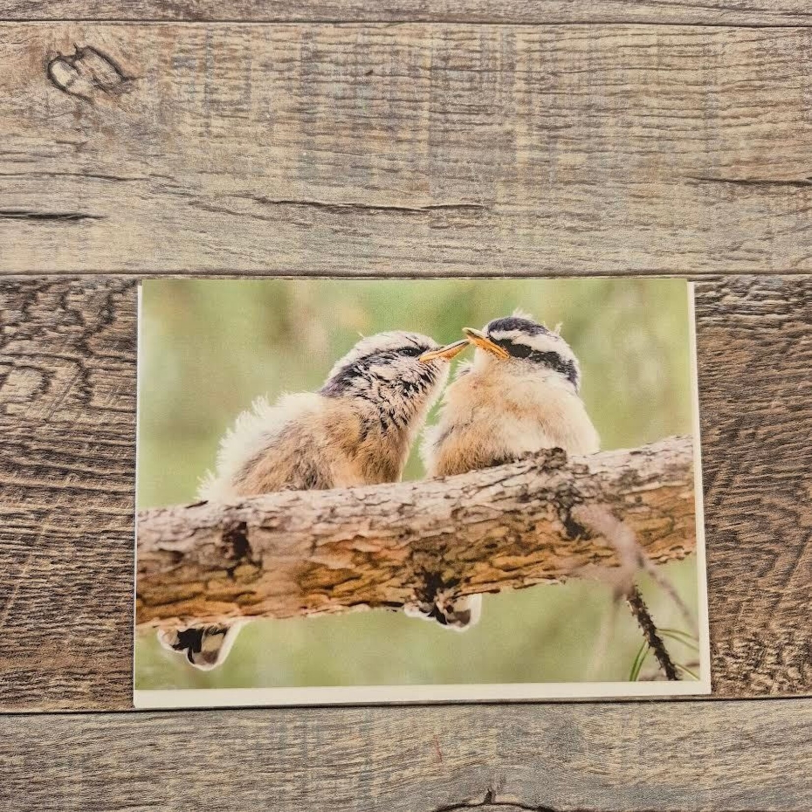 Kamala & Kyle Greeting Card - Red-Breasted Nuthatch Fledglings