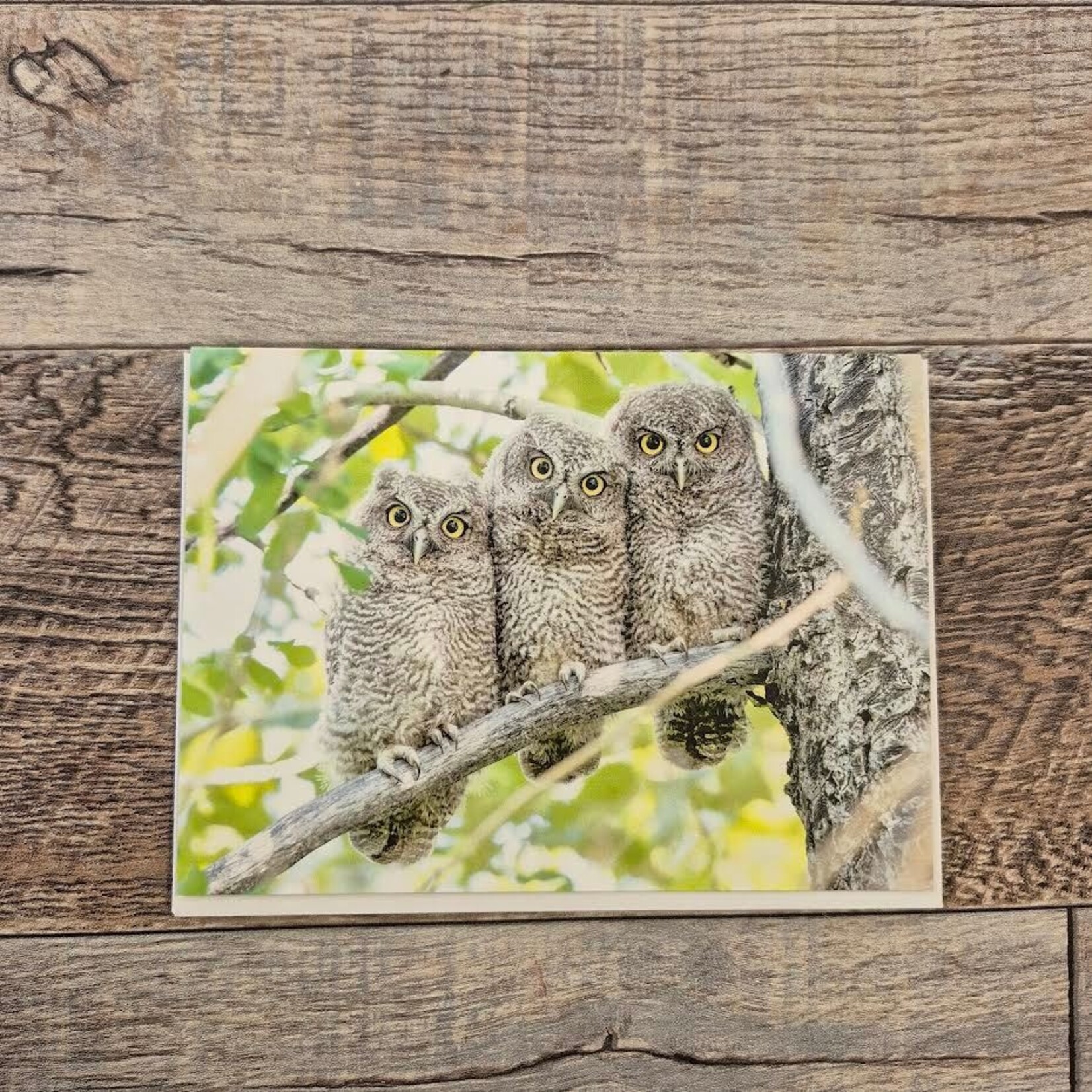 Kamala & Kyle Greeting Card - Western Screech Owlets