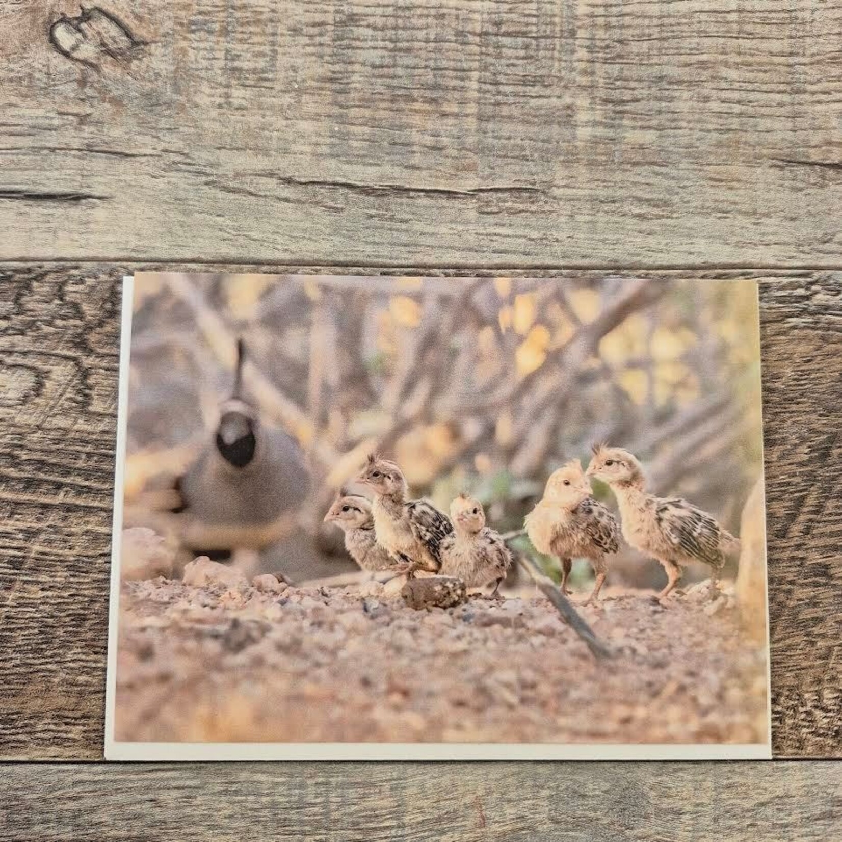 Kamala & Kyle Greeting Card - California Quail Chicks
