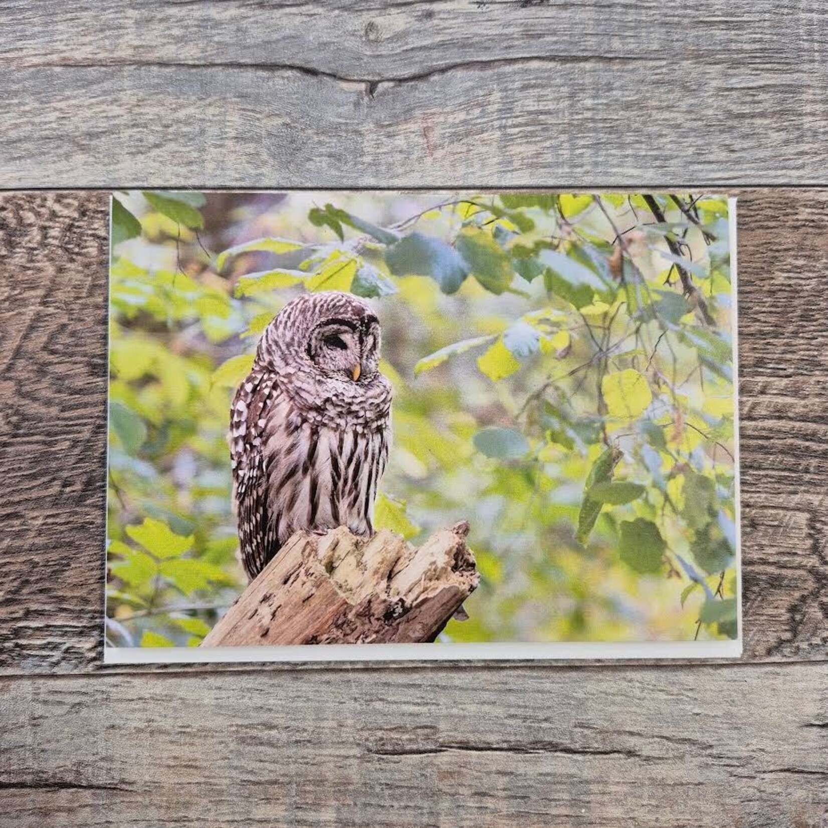 Kamala & Kyle Greeting Card - Barred Owl