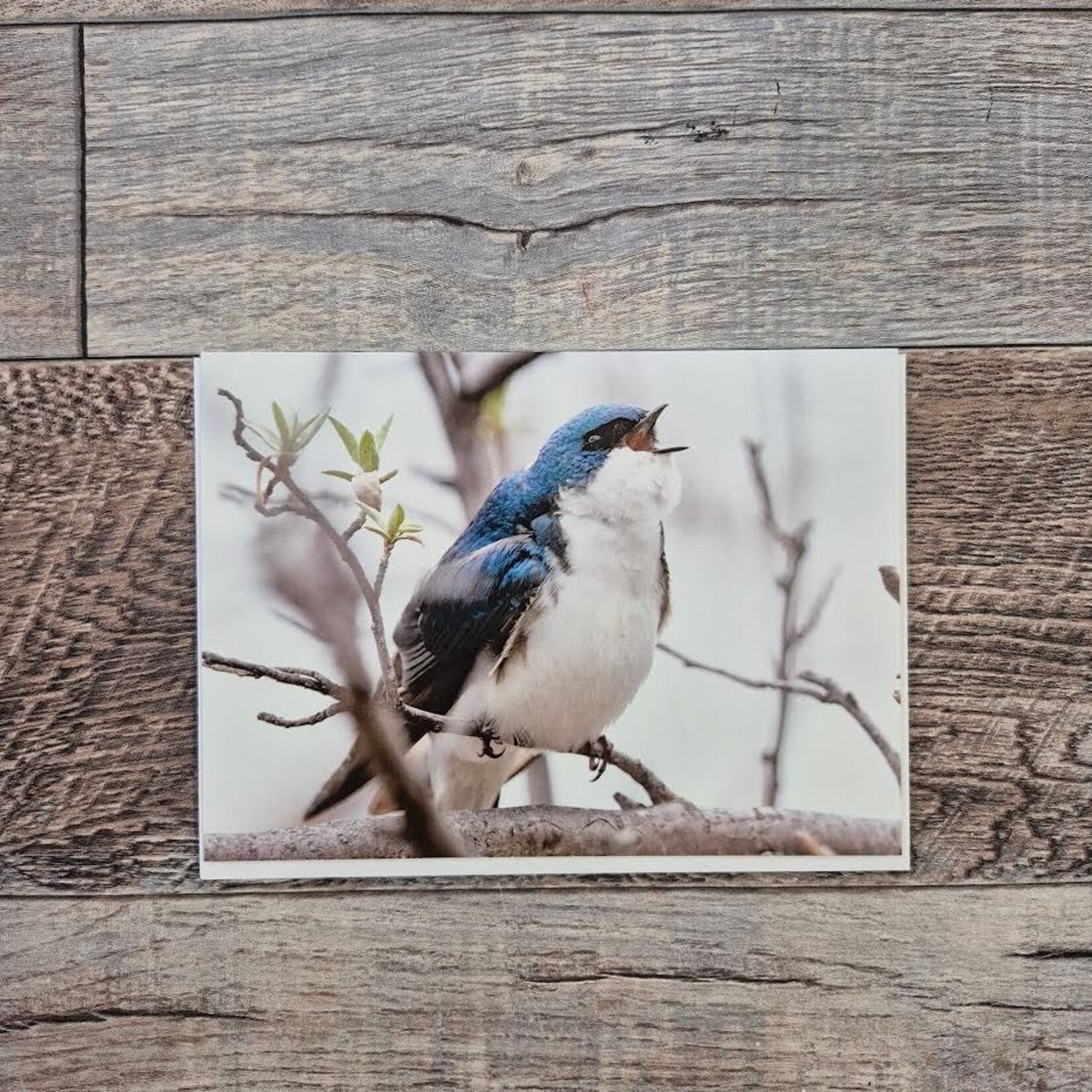 Kamala & Kyle Greeting Card - Tree Swallow