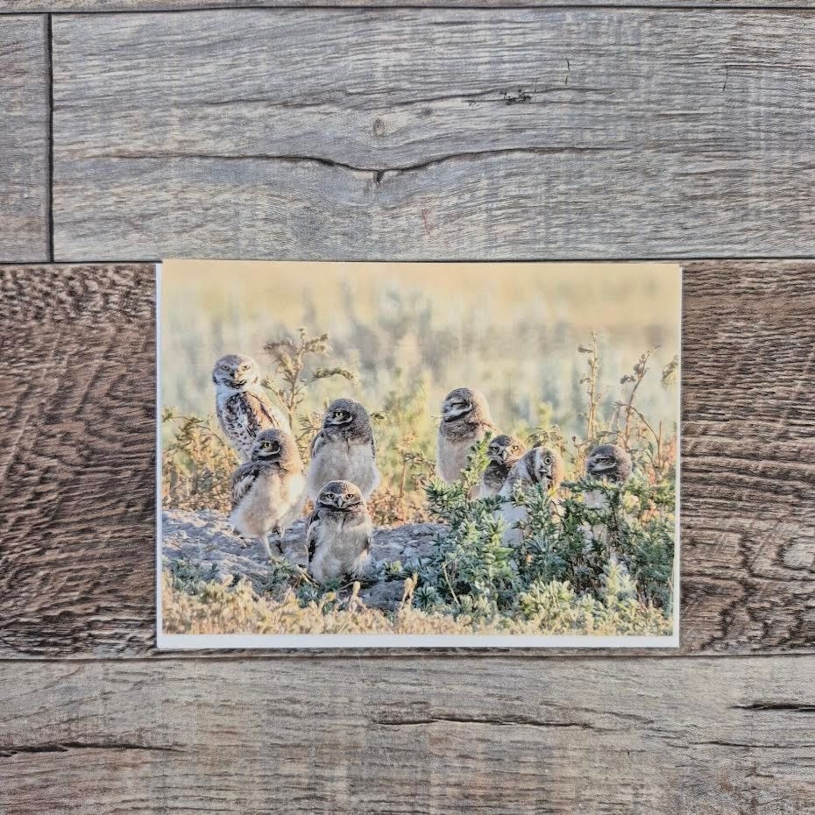 Kamala & Kyle Greeting Card - Burrowing Owl And Owlets