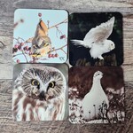 Kamala & Kyle Wildlife Photography - Coaster
