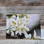 Dalouie's Greeting Card - Photo Apple Blossoms