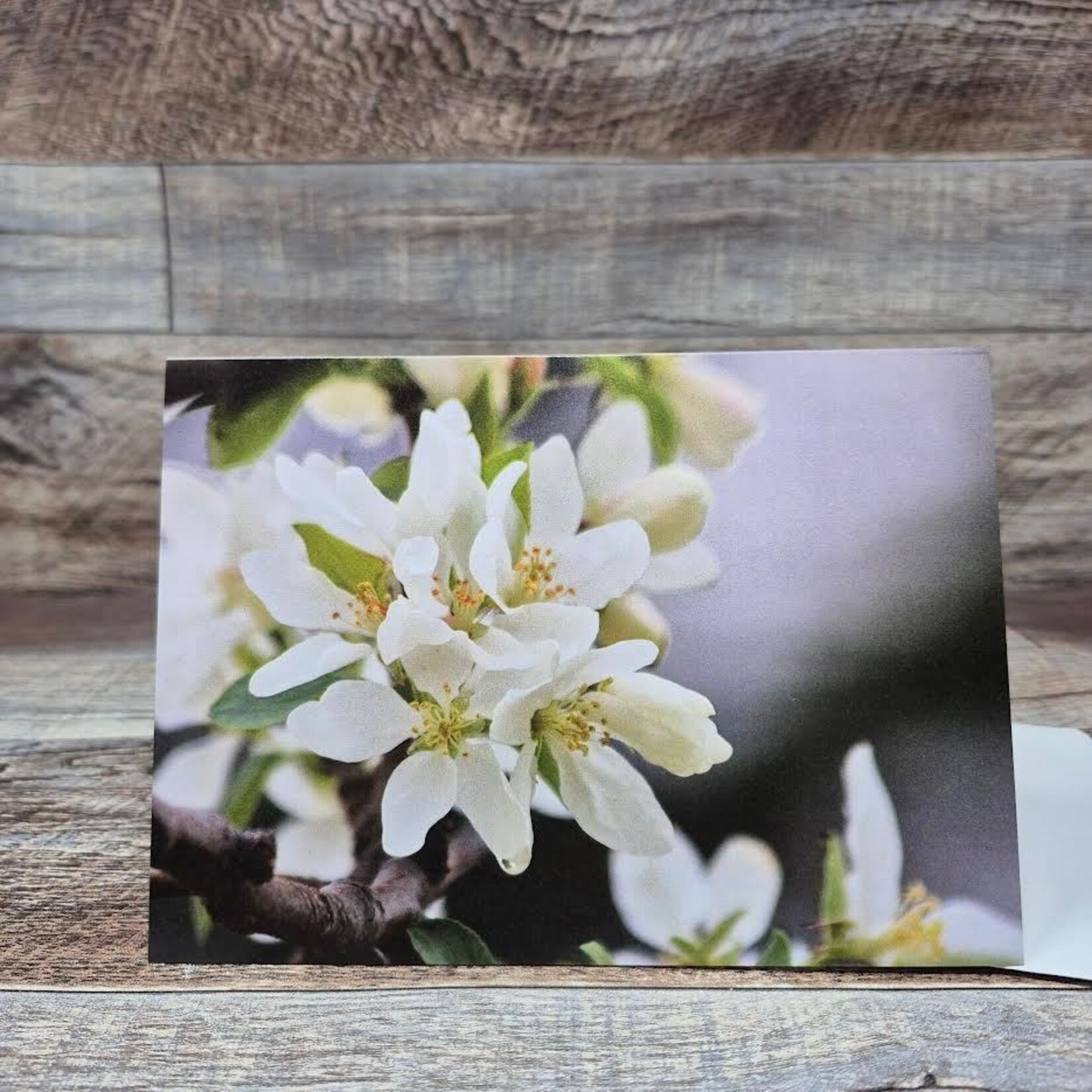 Dalouie's Greeting Card - Photo Apple Blossoms