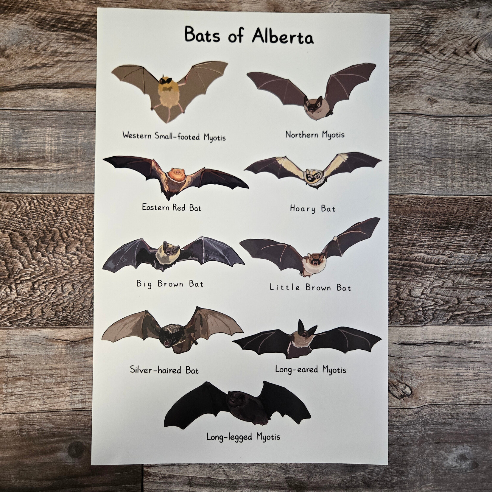 Jasper's Bats of Alberta Poster - unframed