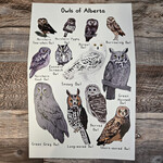 Jasper's Owls of Alberta Poster (11x17) - unframed