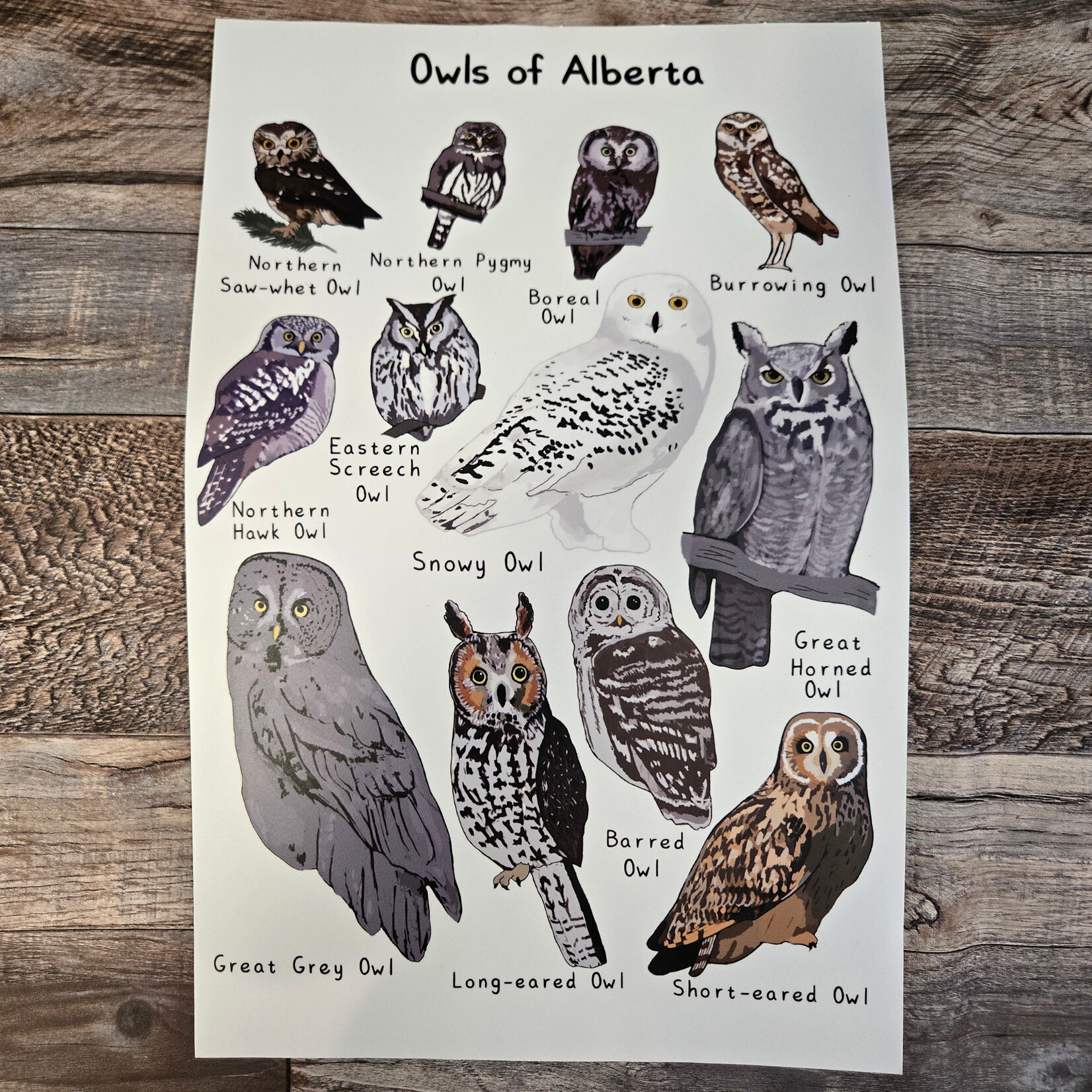 Jasper's Owls of Alberta Poster - unframed