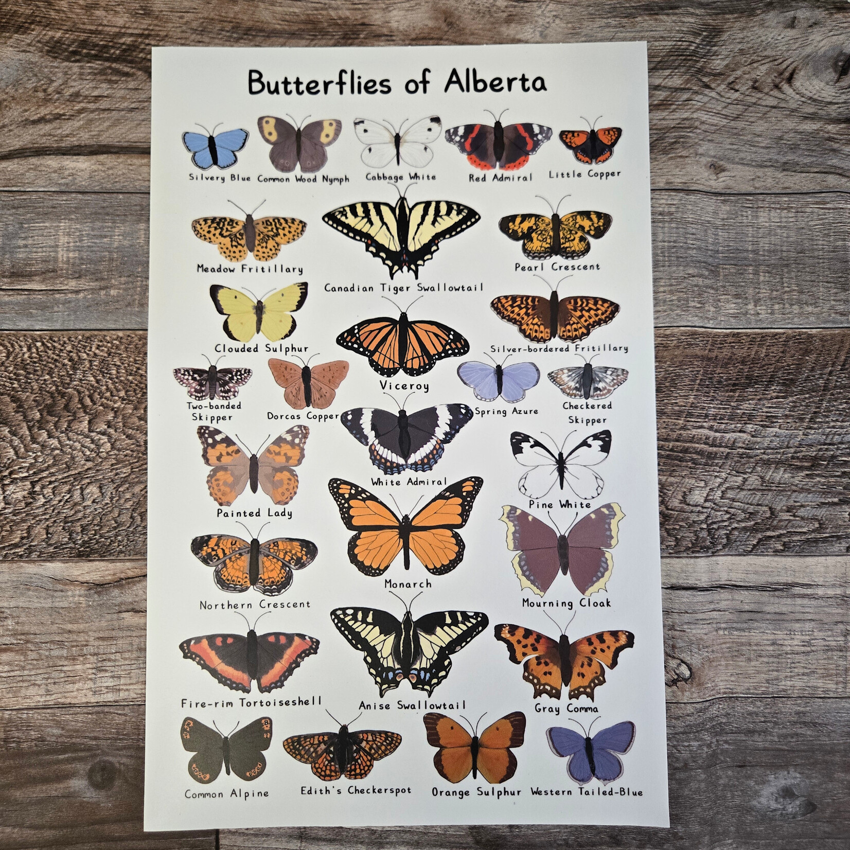 Jasper's Butterflies of Alberta Poster (11x17) - unframed