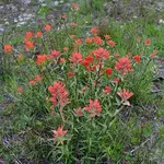 Wildflowers Seed Package - Indian Paintbrush