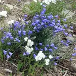 Wildflowers Seed Package - Harebell
