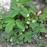 Wildflowers Seed Package - Wild Strawberry