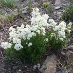 Wildflowers Seed Package - Northern Bedstraw