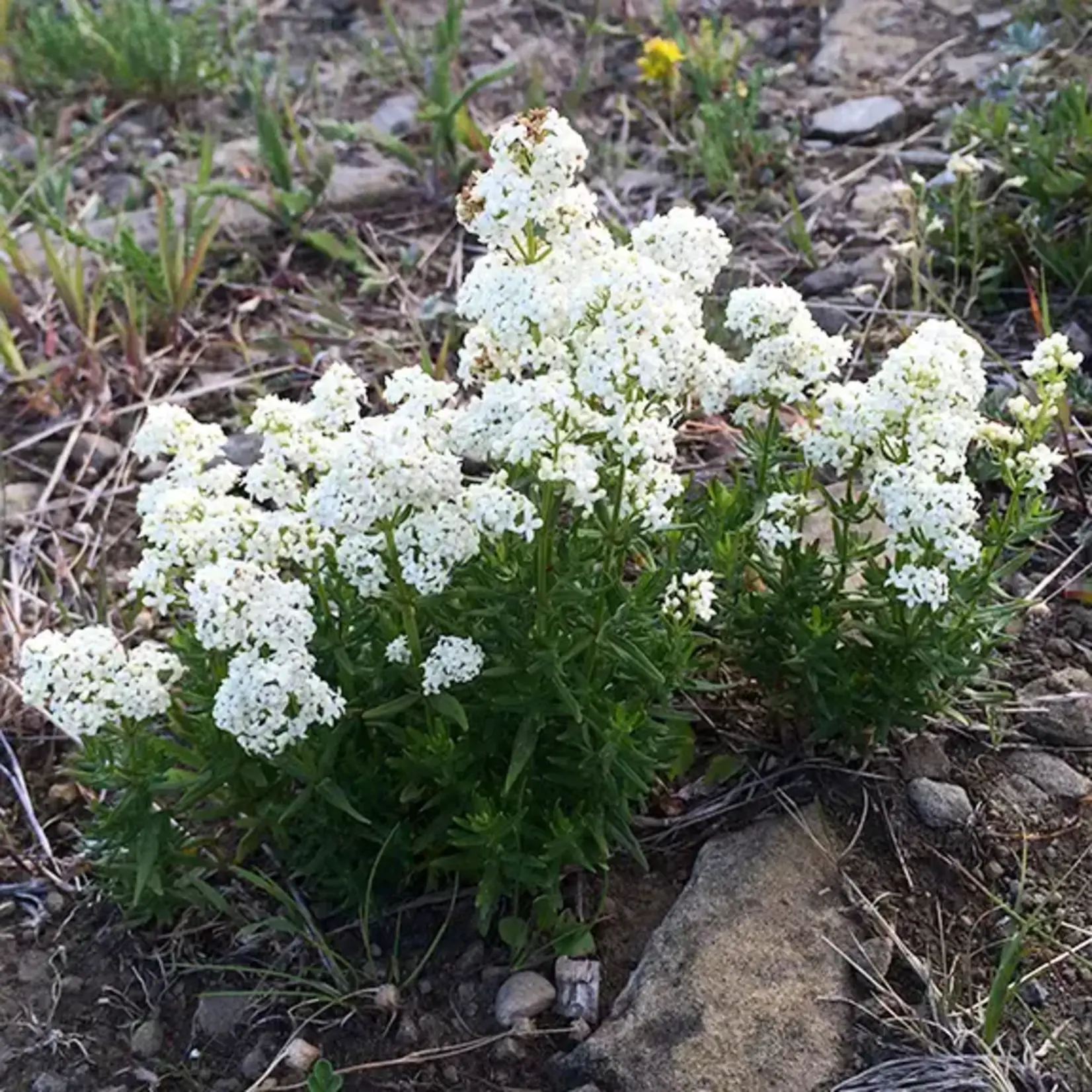 Wildflowers Seed Package - Northern Bedstraw