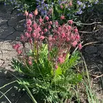 Wildflowers Seed Package - Three Flowered Avens