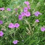 Wildflowers Seed Package - Sticky Geranium