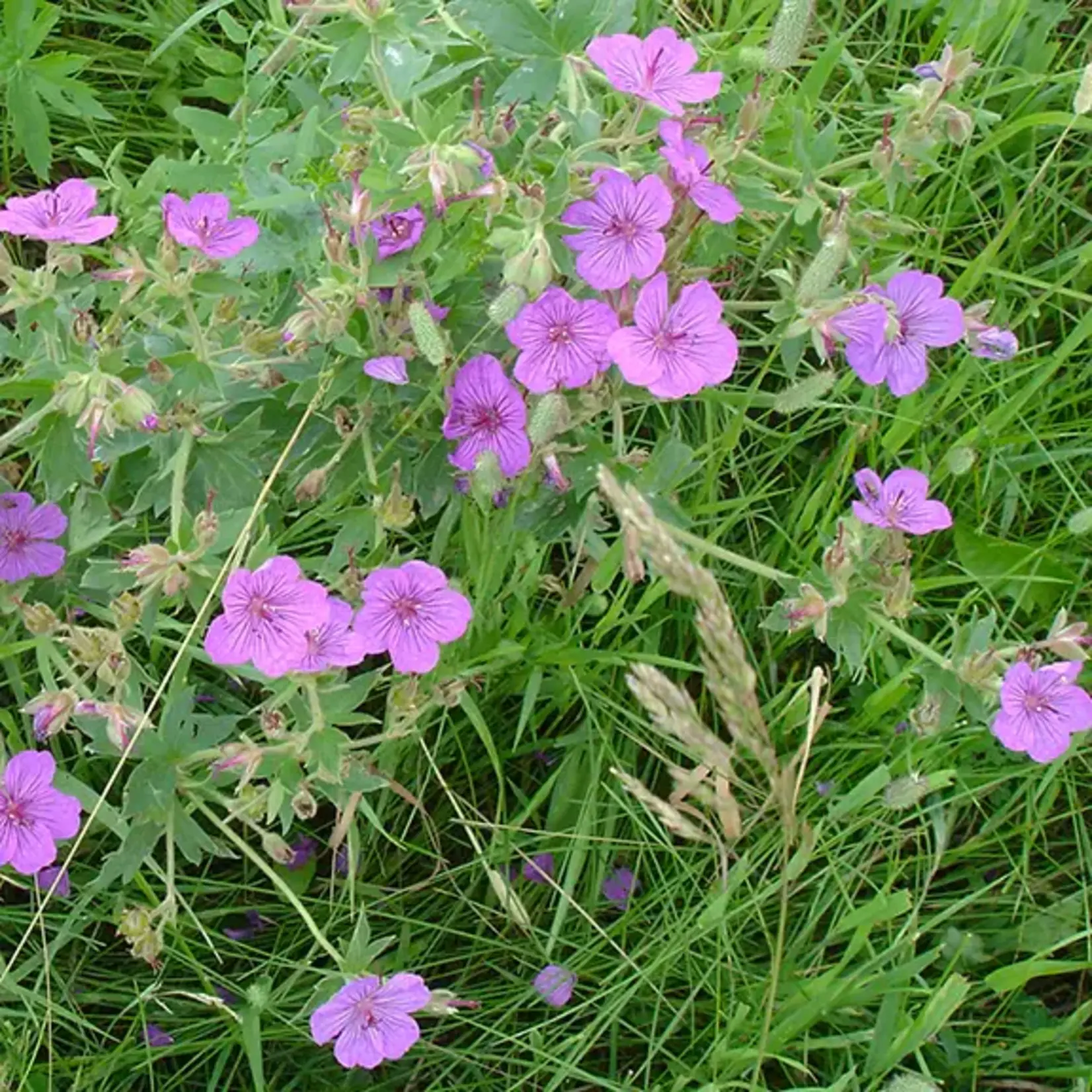 Wildflowers Seed Package - Sticky Geranium