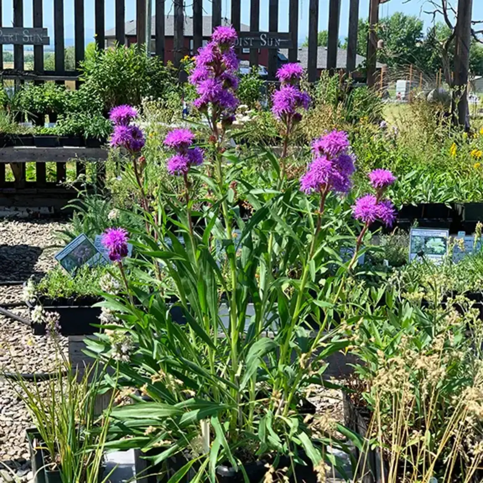 Wildflowers Seed Package - Meadow Blazing Star