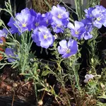 Wildflowers Seed Package - Blue Flax