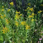 Wildflowers Seed Package - Canada Goldenrod