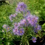 Wildflowers Seed Package - Purple Stemmed Aster