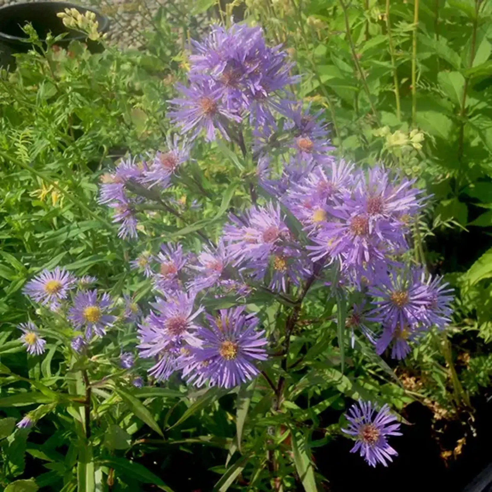 Wildflowers Seed Package - Purple Stemmed Aster