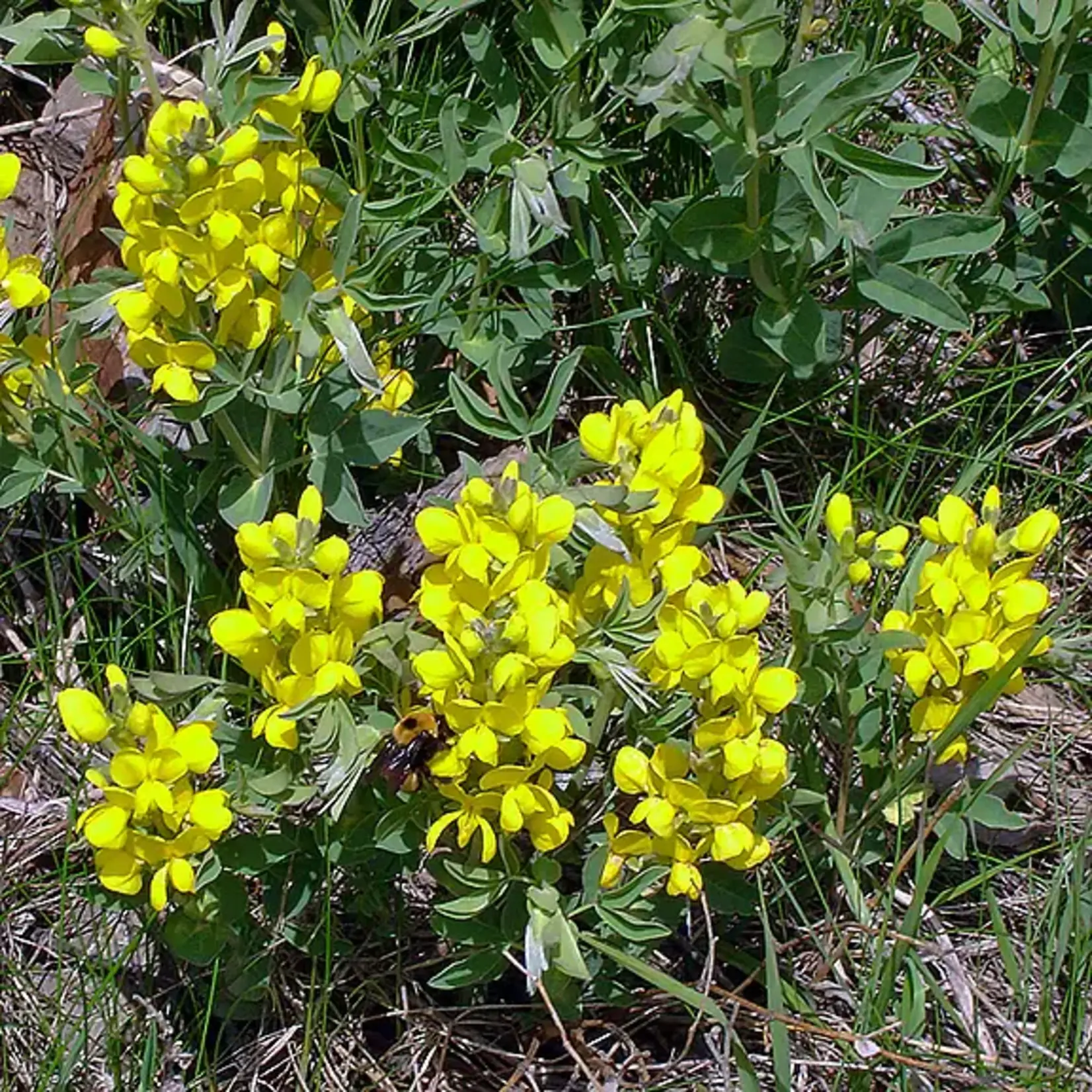 Wildflowers Seed Package - Golden Beans