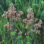 Wildflowers Seed Package - Veiny Meadow-Rue