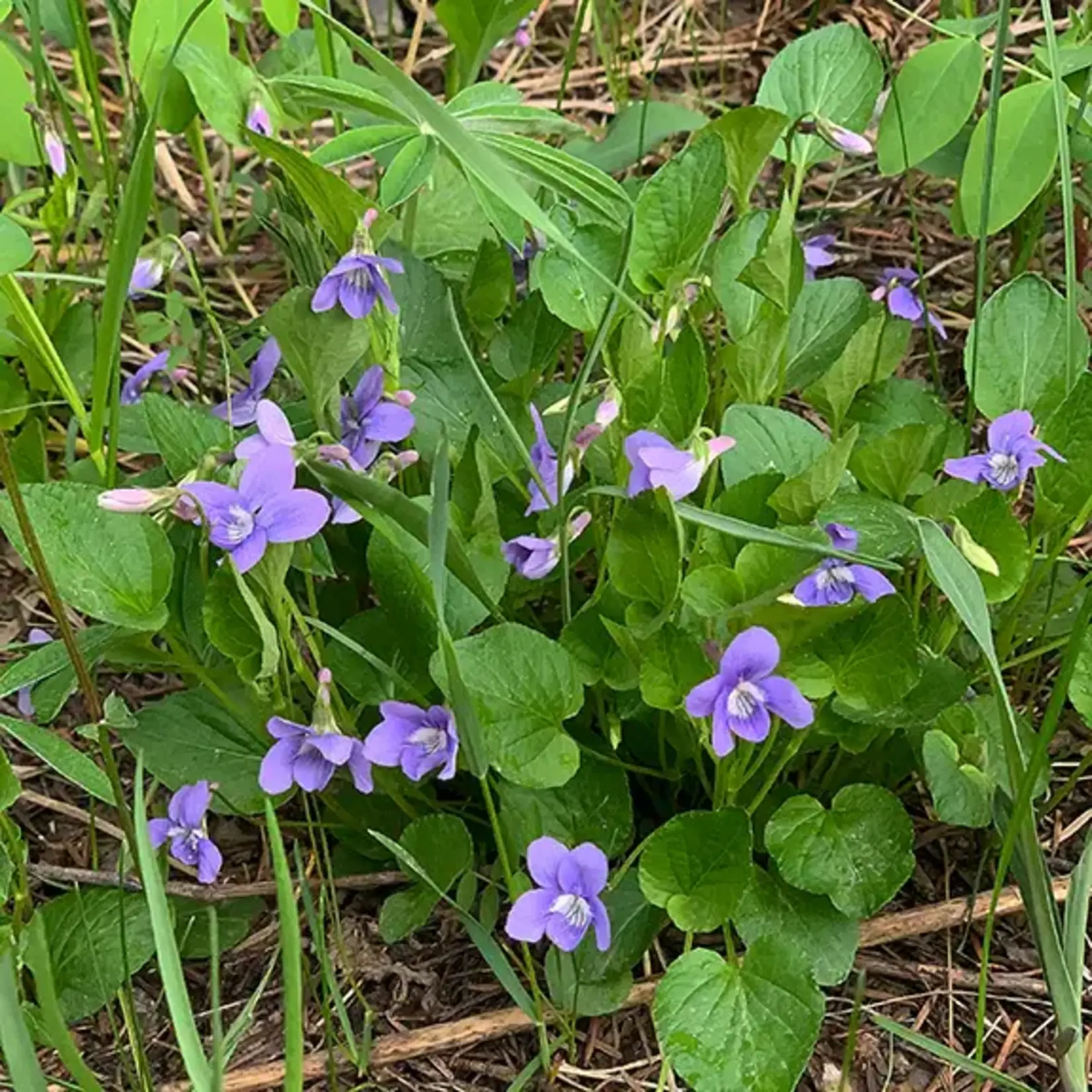 Wildflowers Seed Package - Early Blue Violet